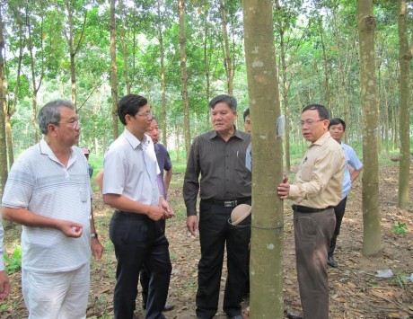 VRG - Điện Biên: Sớm thống nhất tính pháp lý của hợp đồng góp đất VRG - Điện Biên: Sớm thống nhất tính pháp lý của hợp đồng góp đất
